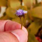 leocerutti