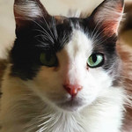 leocerutti