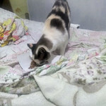 meuscats